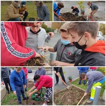 Plantation d'arbre