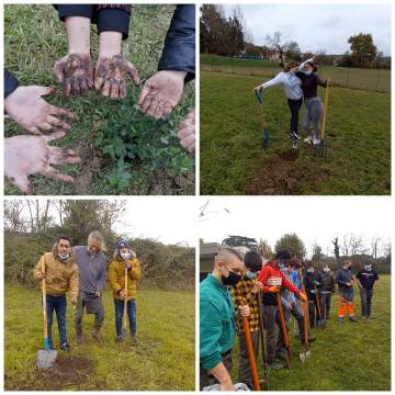 Plantation d'arbre